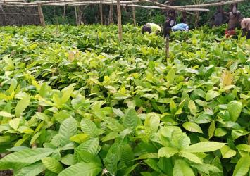 Cocoa Seedlings Distribution