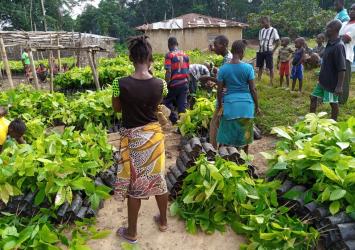 Cocoa Seedlings Distribution