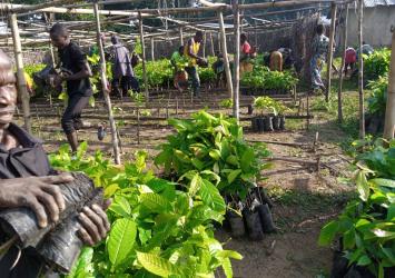 Seedlings Distribution in Nimba and Lofa Counties