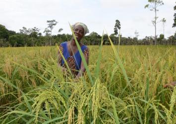 38,000 target Smallholder Farmers of which thirty percent (30 %) will be women and youth will benefit from the...