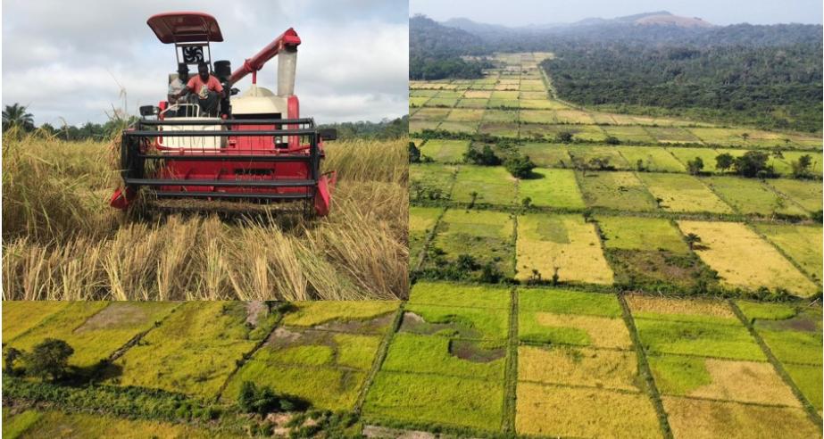 Liberia Strengthens Food Security with the Launch of Over 300 Acres of Lowland Rice Harvest in Nimba County