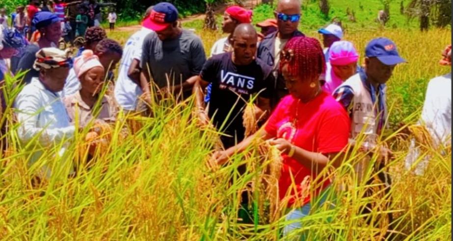 Bumper Rice Harvest Transforms Gbelekpallah Community in Bong County