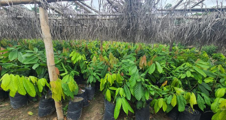 Liberia's First National Cocoa Seed Garden: A Story of Triumph and Transformation