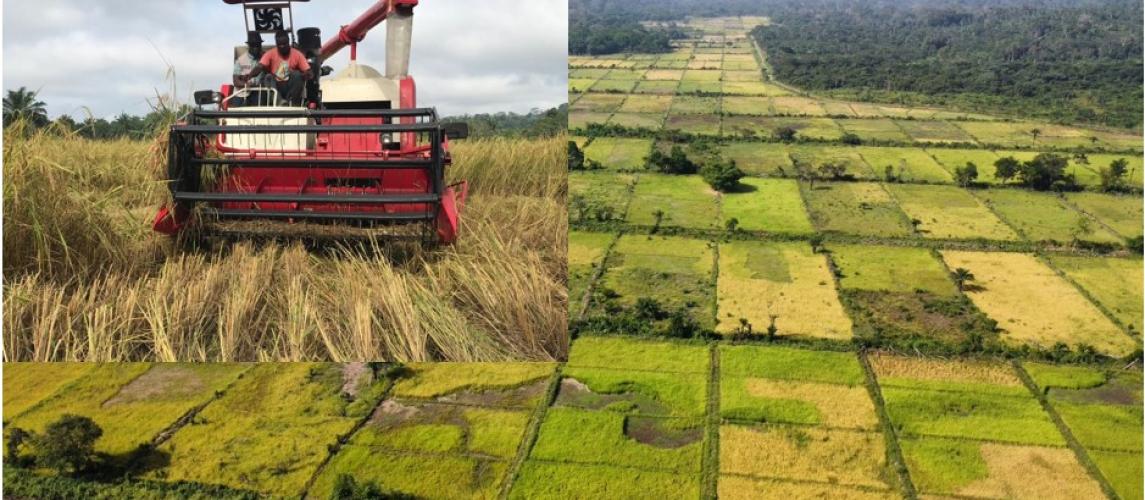 Liberia Strengthens Food Security with the Launch of Over 300 Acres of Lowland Rice Harvest in Nimba County