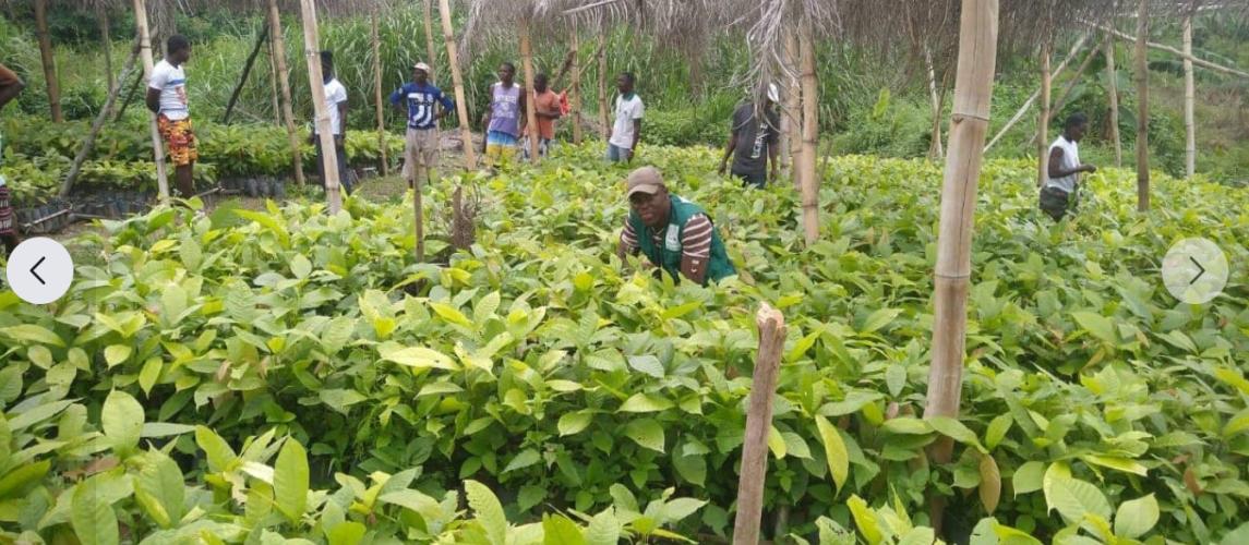 MOA Distributing Over One Million Cocoa Seedlings In Lofa