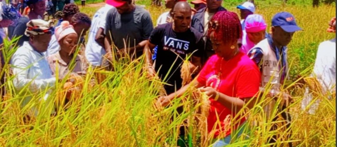 Bumper Rice Harvest Transforms Gbelekpallah Community in Bong County