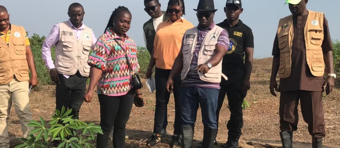 Minister of Agriculture Tours CARI, Inspects Cassava Breeder Seed Production for National Scale-Up