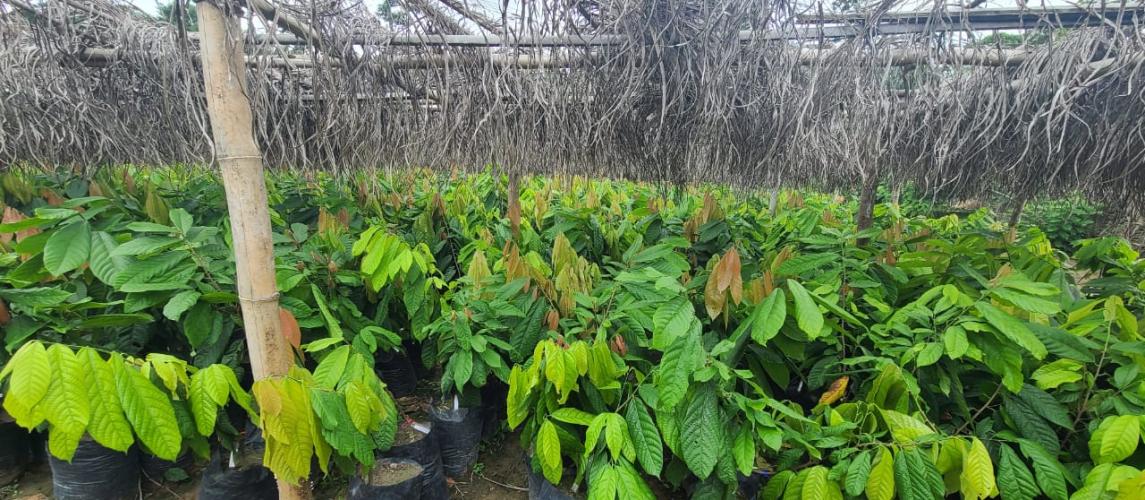 Liberia's First National Cocoa Seed Garden: A Story of Triumph and Transformation