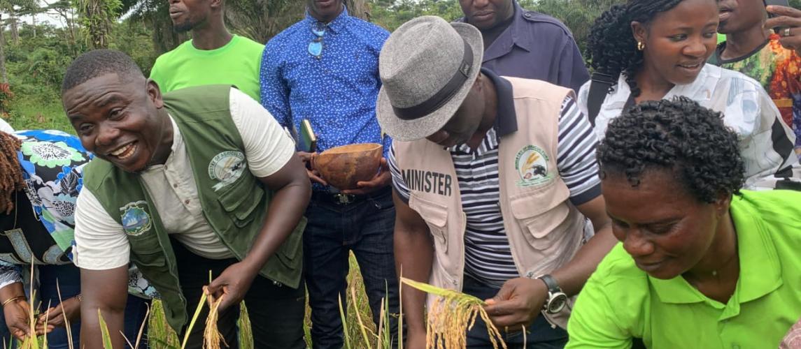 Government Launches 2025 National Rice Harvesting Season in Sehyikepa