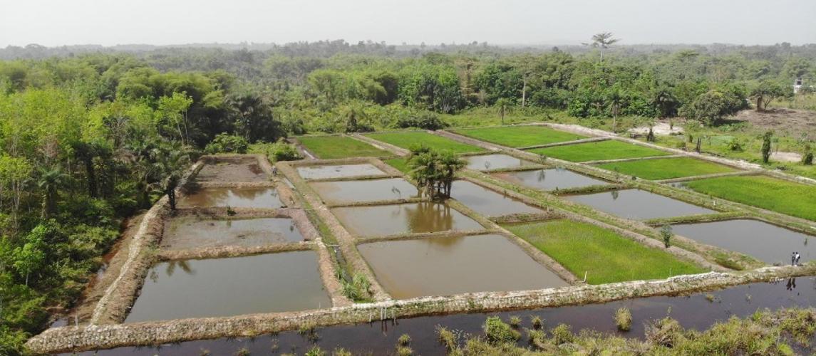 Under the Integrated Rice Fish Farming (IRFF) system, farmers grow rice and fish together in a pond or field.