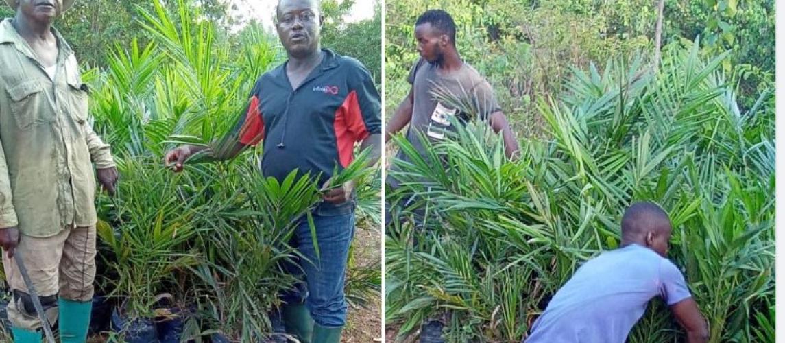 MOA Distributes Eight Thousand Oil Palm Seedlings in Five(5) Countries