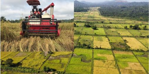 Liberia Strengthens Food Security with the Launch of Over 300 Acres of Lowland Rice Harvest in Nimba County