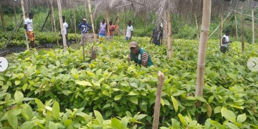 MOA Distributing Over One Million Cocoa Seedlings In Lofa