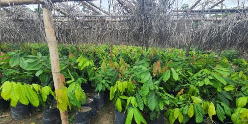 Liberia's First National Cocoa Seed Garden: A Story of Triumph and Transformation
