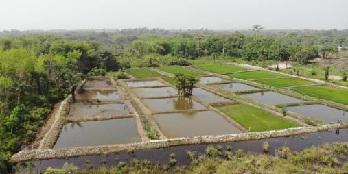 Under the Integrated Rice Fish Farming (IRFF) system, farmers grow rice and fish together in a pond or field.
